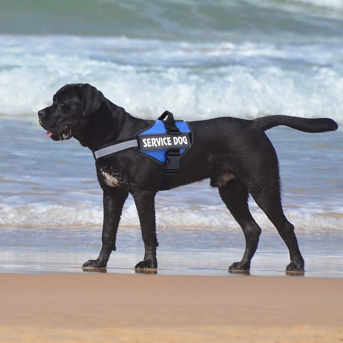 Dog Harness- 50% OFF Today Only