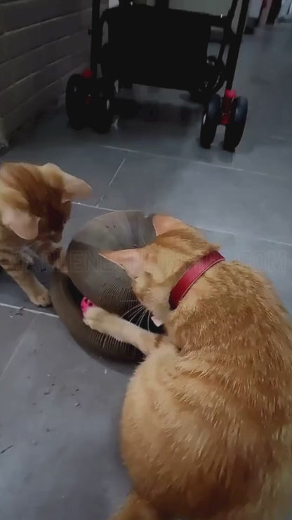 Kitty Kurlz - 50% OFF Untill Last stock