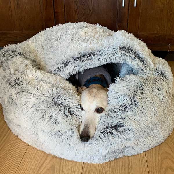 Cove Comfy Pet bad 50% OFF Today Only